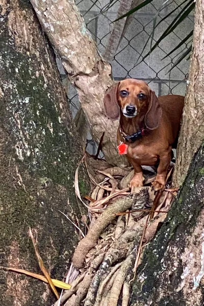 Big Dogs Little Dogs